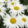 Margriet (Leucanthemum Superbum 'Silberprinzesschen') D 11 H 10 Cm 1 Margriet (Leucanthemum Superbum 'Silberprinzesschen') D 11 H 10 Cm -Tuin Planten Winkel 8713469265379 3 1