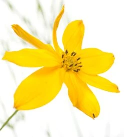 Meisjesogen (Coreopsis Verticillata) D 11 H 10 Cm 5 Meisjesogen (Coreopsis Verticillata) D 11 H 10 Cm -Tuin Planten Winkel 8713469274418 1 1