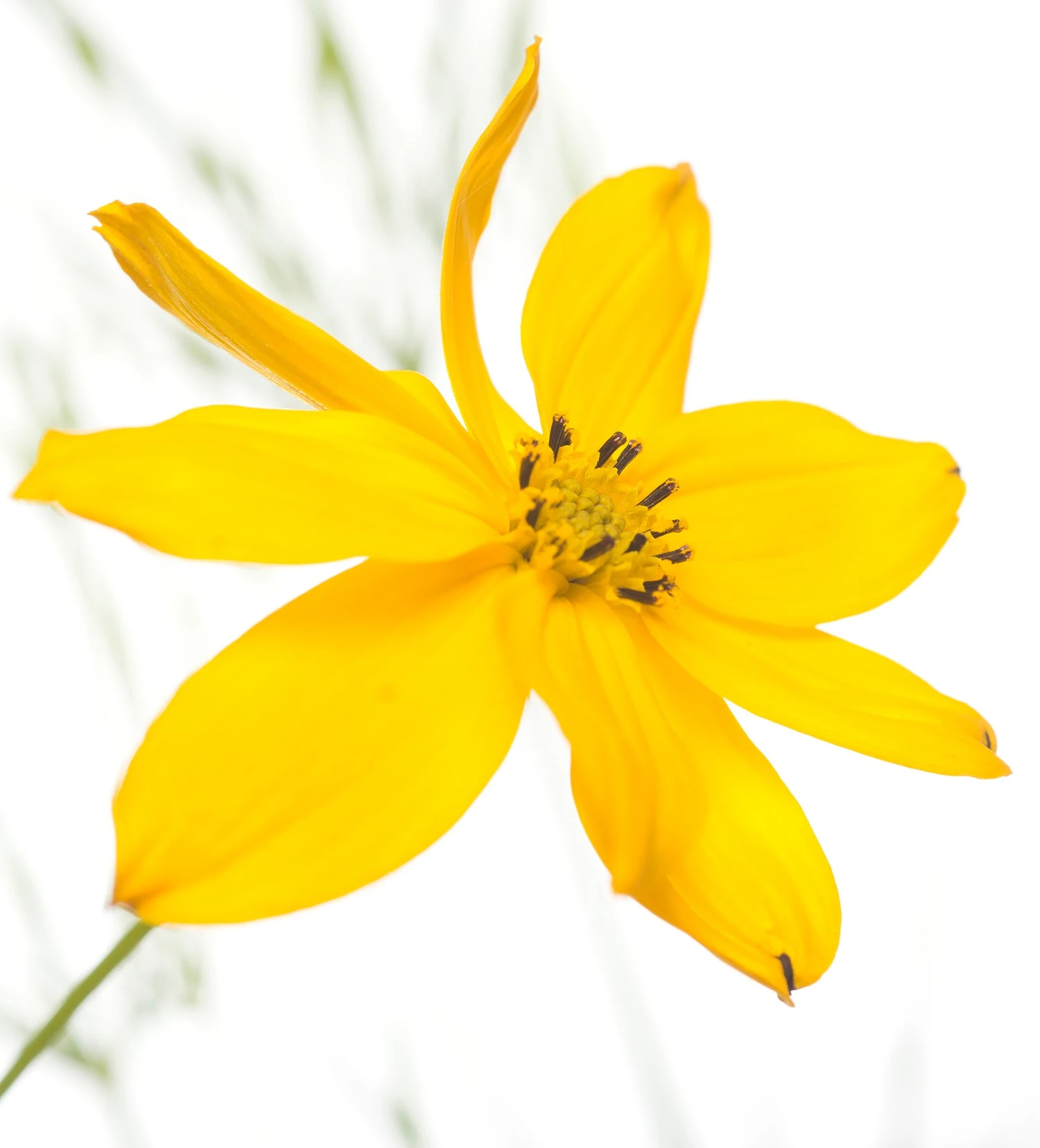 Meisjesogen (Coreopsis Verticillata) D 11 H 10 Cm 4 Meisjesogen (Coreopsis Verticillata) D 11 H 10 Cm - Afbeelding 2