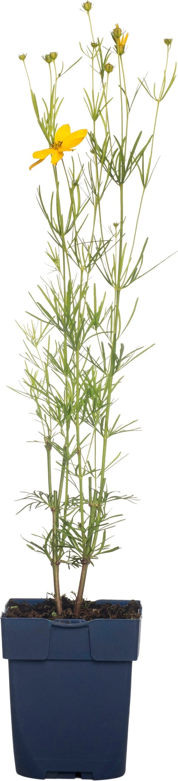 Meisjesogen (Coreopsis Verticillata) D 11 H 10 Cm 3 Meisjesogen (Coreopsis Verticillata) D 11 H 10 Cm