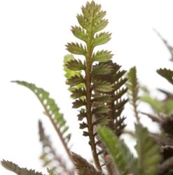 Koperknoopje (Leptinella Potentillina) D 11 H 10 Cm -Tuin Planten Winkel 8713469277525 2 1