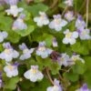Muurleeuwebek (Cymbalaria Muralis) D 11 H 10 Cm -Tuin Planten Winkel 8713469280877