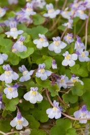Muurleeuwebek (Cymbalaria Muralis) D 11 H 10 Cm 3 Muurleeuwebek (Cymbalaria Muralis) D 11 H 10 Cm
