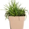 Kartuizer Anjer (Dianthus Carthusianorum) D 11 H 10 Cm -Tuin Planten Winkel 8713469303729