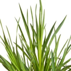 Kartuizer Anjer (Dianthus Carthusianorum) D 11 H 10 Cm -Tuin Planten Winkel 8713469303729 2