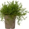 Steenanjer (Dianthus Deltoides) D 11 H 10 Cm -Tuin Planten Winkel 8713469304245