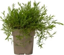 Steenanjer (Dianthus Deltoides) D 11 H 10 Cm