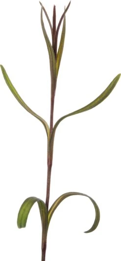 Steenanjer (Dianthus Deltoides 'Splendens') D 11 H 20 Cm -Tuin Planten Winkel 8713469304573 2