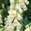 Vingerhoedskruid (Digitalis Grandiflora) D 11 H 80 Cm 1 Vingerhoedskruid (Digitalis Grandiflora) D 11 H 80 Cm -Tuin Planten Winkel 8713469316927