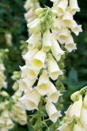 Vingerhoedskruid (Digitalis Grandiflora) D 11 H 80 Cm