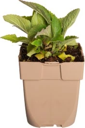 Vingerhoedskruid (Digitalis Purpurea) D 11 H 10 Cm