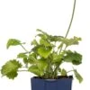 Voorjaarszonnebloem (Doronicum Orientale) D 11 H 10 Cm -Tuin Planten Winkel 8713469319614 3 1