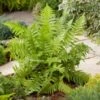 Mannetjesvaren (Dryopteris Filix-Mas) D 11 H 10 Cm -Tuin Planten Winkel 8713469324663 3 1