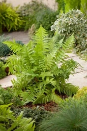 Mannetjesvaren (Dryopteris Filix-Mas) D 11 H 10 Cm