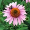 Zonnehoed (Echinacea Purpurea 'Magnus') D 11 H 80 Cm -Tuin Planten Winkel 8713469325769