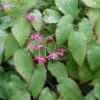 Elfenbloem (Epimedium Rubrum) D 11 H 10 Cm -Tuin Planten Winkel 8713469329804 3 1