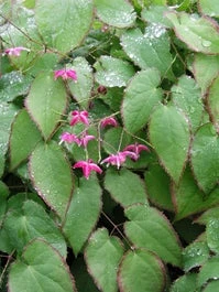 Elfenbloem (Epimedium Rubrum) D 11 H 10 Cm