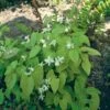 Elfenbloem (Epimedium Youngianum 'Niveum') D 11 H 10 Cm -Tuin Planten Winkel 8713469330404 2 1