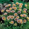 Fijnstraal (Erigeron Glaucus) D 11 H 50 Cm -Tuin Planten Winkel 8713469333023