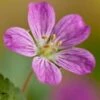 Reigersbek (Erodium Variabile 'Bishop's Form') D 11 H 10 Cm