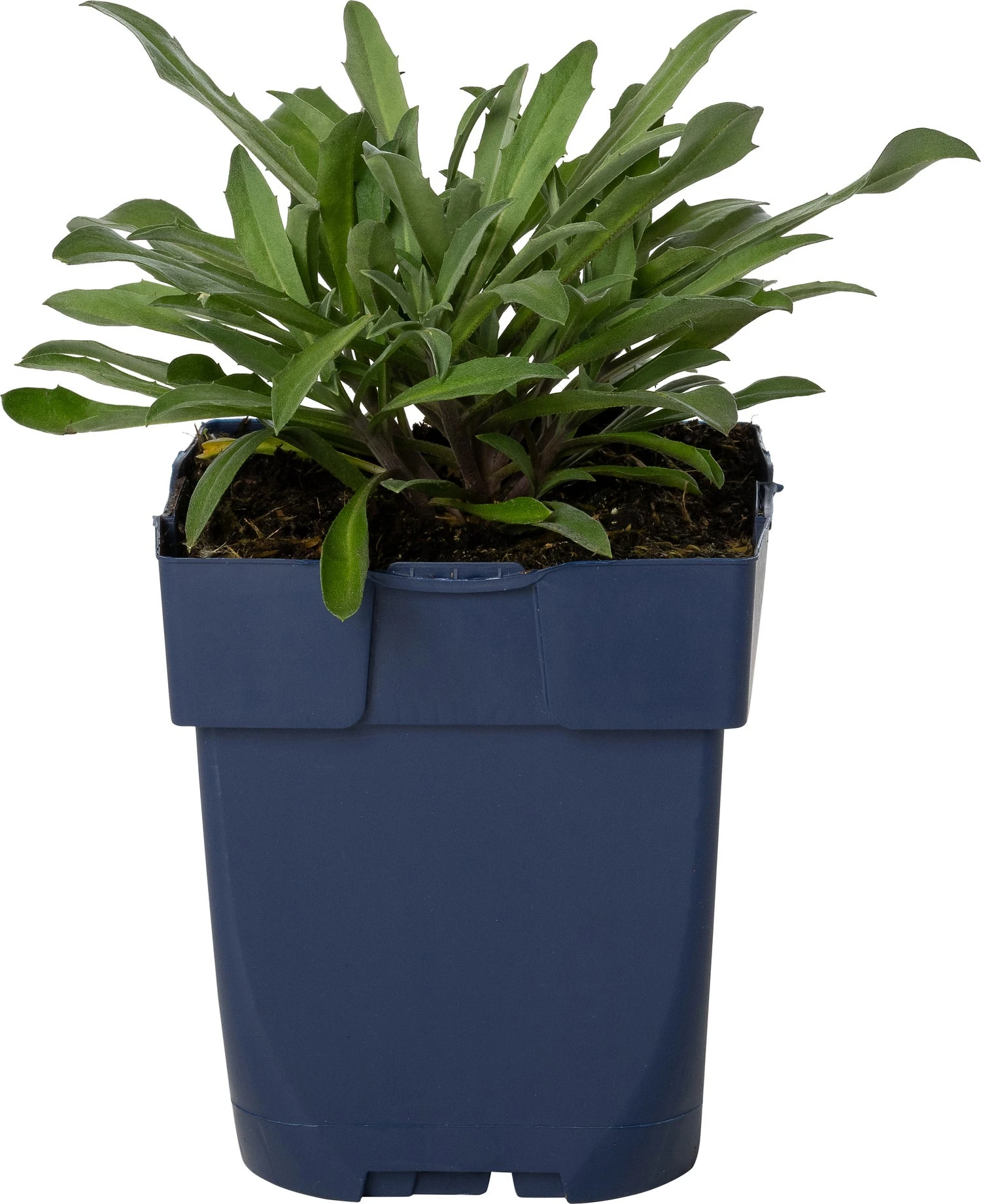 Muurbloem (Erysimum 'Bowles Mauve') D 11 H 15 Cm 3 Muurbloem (Erysimum 'Bowles Mauve') D 11 H 15 Cm