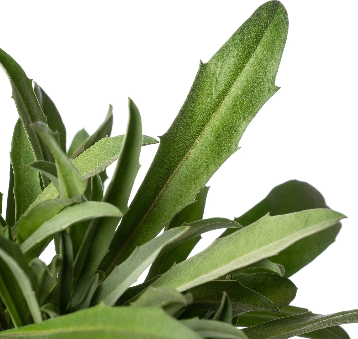 Muurbloem (Erysimum 'Bowles Mauve') D 11 H 15 Cm 4 Muurbloem (Erysimum 'Bowles Mauve') D 11 H 15 Cm - Afbeelding 2