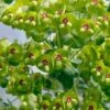 Euphorbia (Euphorbia Martinii) D 11 H 70 Cm -Tuin Planten Winkel 8713469345750
