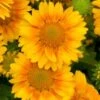 Kokardebloem (Gaillardia Peach') D 11 H 40 Cm -Tuin Planten Winkel 8713469352628
