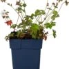 Ooievaarsbek (Geranium Cantabrigiense 'Cambridge') D 11 H 15 Cm -Tuin Planten Winkel 8713469360869 1