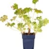 Ooievaarsbek (Geranium Macrorrhizum 'Czakor') D 11 H 10 Cm -Tuin Planten Winkel 8713469366205