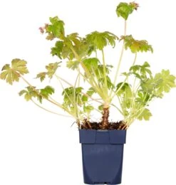 Ooievaarsbek (Geranium Macrorrhizum 'Czakor') D 11 H 10 Cm