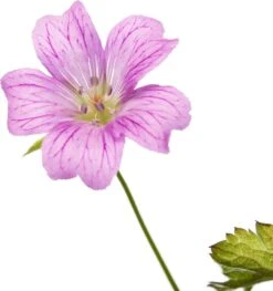 Ooievaarsbek (Geranium Oxonianum 'Claridge Druce') D 11 H 10 Cm -Tuin Planten Winkel 8713469368568 2 1