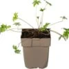 Ooievaarsbek (Geranium Pratense) D 11 H 10 Cm -Tuin Planten Winkel 8713469370820 0