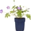 Ooievaarsbek (Geranium Sanguineum 'Striatum') D 11 H 10 Cm -Tuin Planten Winkel 8713469374682 2 1