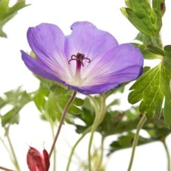 Ooievaarsbek (Geranium Sanguineum 'Striatum') D 11 H 10 Cm -Tuin Planten Winkel 8713469374682 2 2