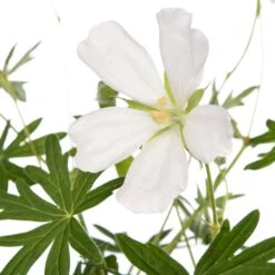 Ooievaarsbek (Geranium Sanguineum 'Album') D 11 H 10 Cm -Tuin Planten Winkel 8713469374804 2 1