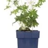 Ooievaarsbek (Geranium Sanguineum 'Album') D 11 H 10 Cm -Tuin Planten Winkel 8713469374804 3 1