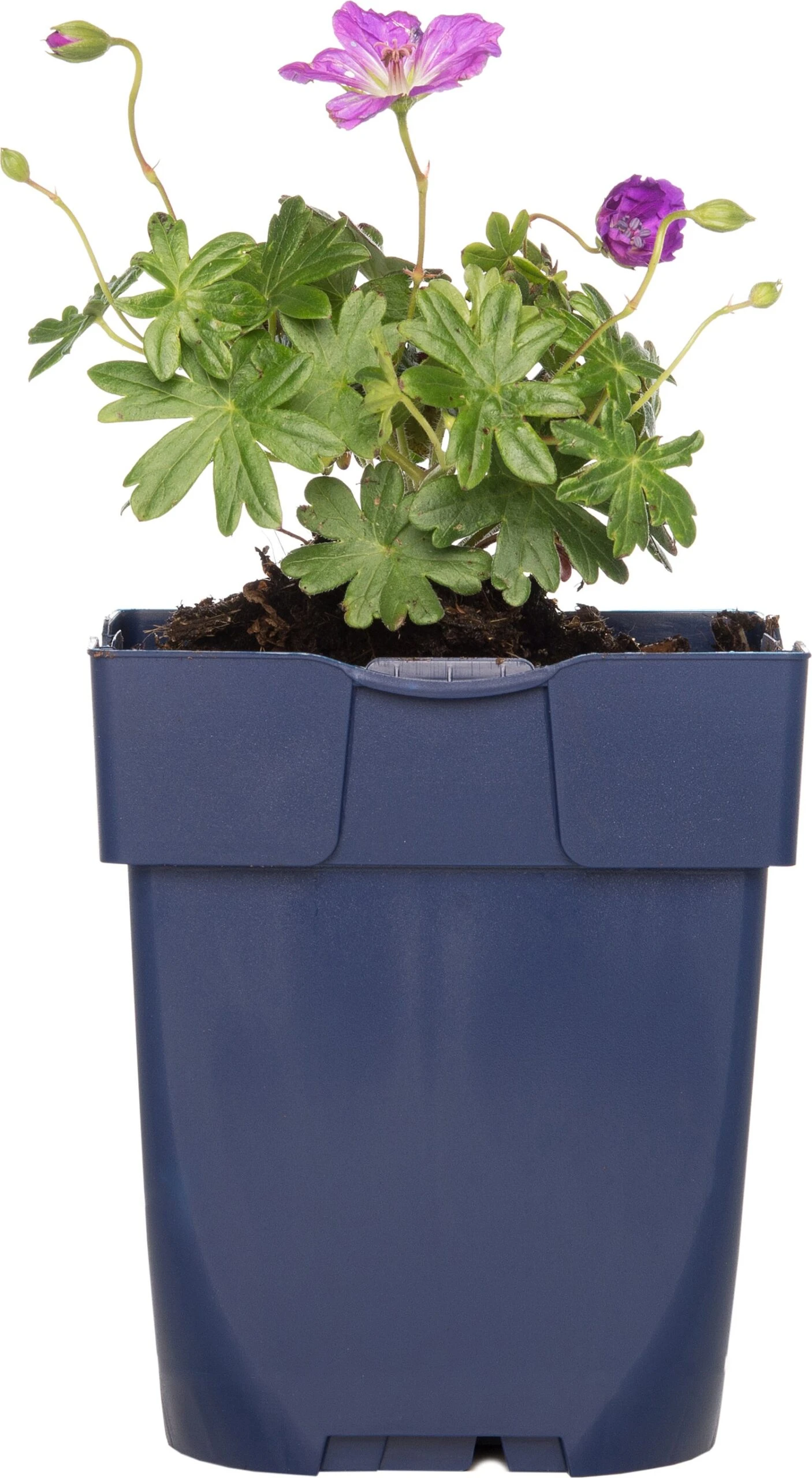 Ooievaarsbek (Geranium Sanguineum 'Max Frei') D 11 H 10 Cm 3 Ooievaarsbek (Geranium Sanguineum 'Max Frei') D 11 H 10 Cm