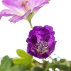 Ooievaarsbek (Geranium Sanguineum 'Max Frei') D 11 H 10 Cm 5 Ooievaarsbek (Geranium Sanguineum 'Max Frei') D 11 H 10 Cm -Tuin Planten Winkel 8713469375832 2 2