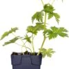 Ooievaarsbek (Geranium Sylvaticum 'Mayflower') D 11 H 10 Cm -Tuin Planten Winkel 8713469378406