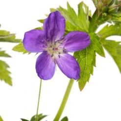 Ooievaarsbek (Geranium Sylvaticum 'Mayflower') D 11 H 10 Cm -Tuin Planten Winkel 8713469378406 2