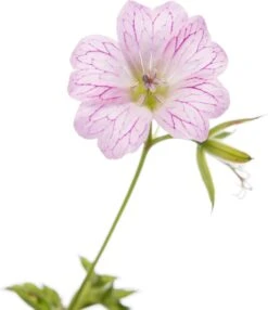 Ooievaarsbek (Geranium Versicolor) D 11 H 10 Cm -Tuin Planten Winkel 8713469379274 2 2