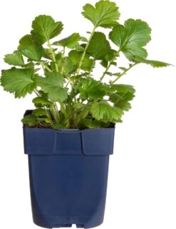 Nagelkruid (Geum Chiloense 'Mrs Bradshaw') D 11 H 50 Cm