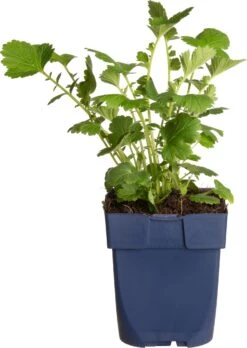 Nagelkruid (Geum Chiloense 'Lady Stratheden') D 11 H 50 Cm