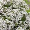 Gipskruid (Gypsophila Cerastioides) D 11 H 20 Cm -Tuin Planten Winkel 8713469383660