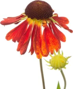 Zonnekruid (Helenium 'Moerheim Beauty') D 11 H 10 Cm -Tuin Planten Winkel 8713469389488 2 1