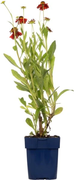 Zonnekruid (Helenium 'Moerheim Beauty') D 11 H 10 Cm