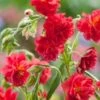 Zonneroosje (Helianthemum 'Cerise Queen') D 11 H 15 Cm -Tuin Planten Winkel 8713469392600