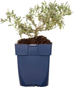 Zonneroosje (Helianthemum 'The Bride') D 11 H 15 Cm