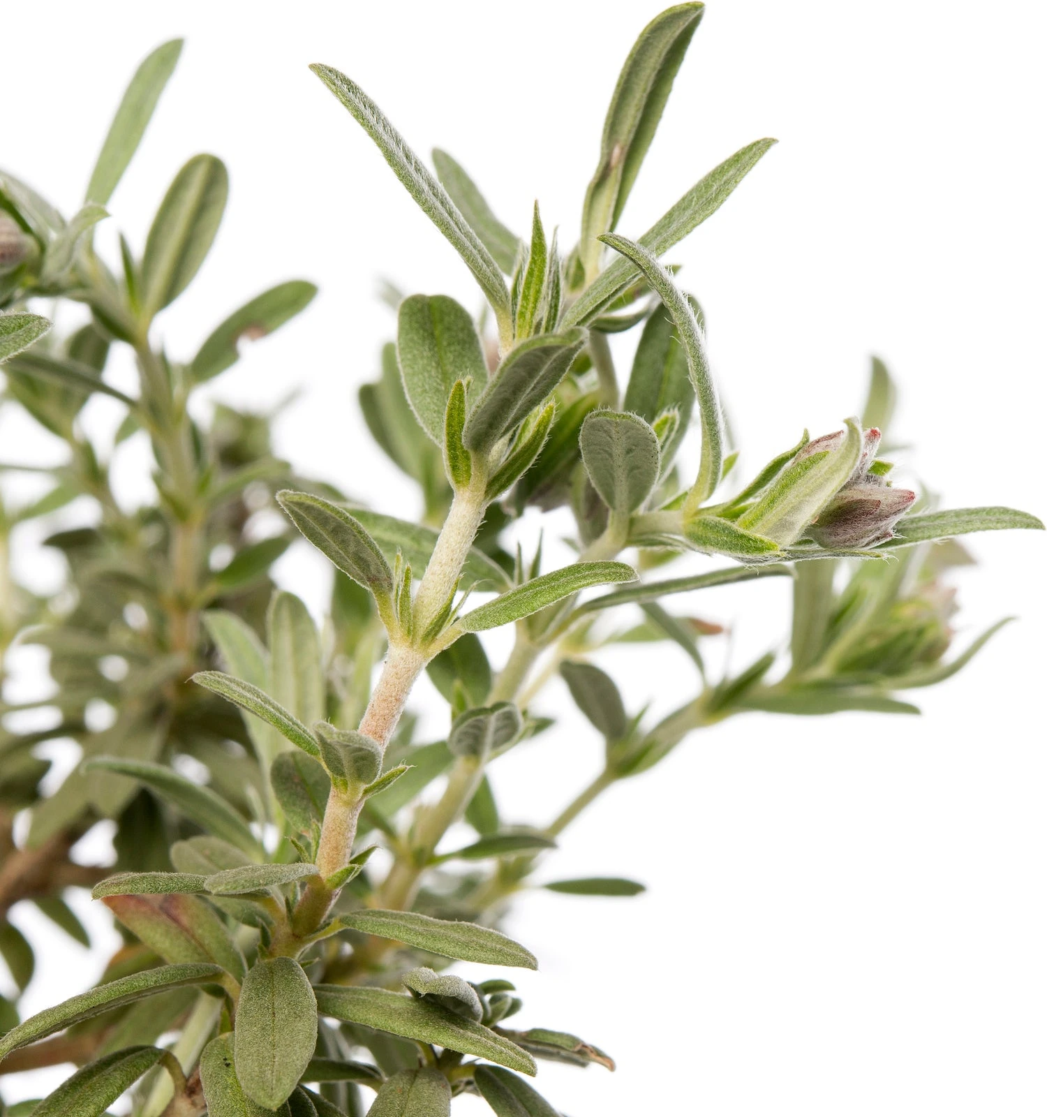 Zonneroosje (Helianthemum 'The Bride') D 11 H 15 Cm 4 Zonneroosje (Helianthemum 'The Bride') D 11 H 15 Cm - Afbeelding 2